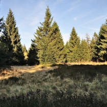 Krkonoše - Rýchory -Rýchorský prales