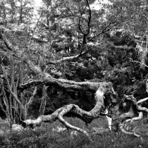 Krkonoše - Rýchory -Rýchorský prales