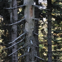 Krkonoše - Rýchory -Rýchorský prales