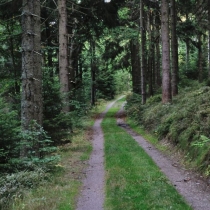 Krkonoše - Rýchory -Dvorský les