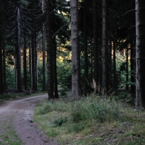 Krkonoše - Rýchory -Dvorský les