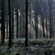 kouzelny-les-u-krymlova_04