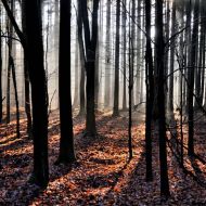 kouzelny-les-u-krymlova_07