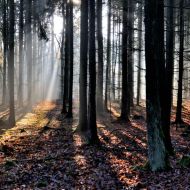 kouzelny-les-u-krymlova_08