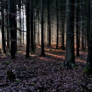 kouzelny-les-u-krymlova_10