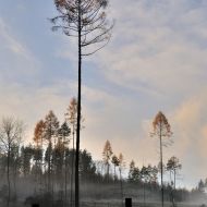 kouzelny-les-u-krymlova_14