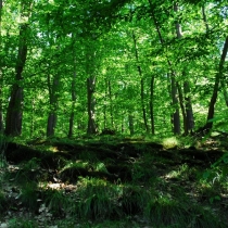Kunratický les