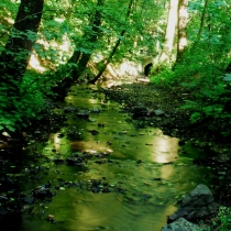 Kunratický les
