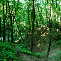 Kunratický les