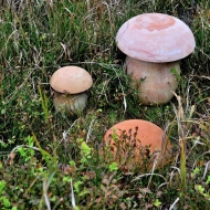 slavkovsky-les-lesny_04