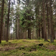 slavkovsky-les-lesny_09