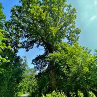 litovelske-pomoravi_19