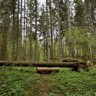 mikytu-alkakalnis_12