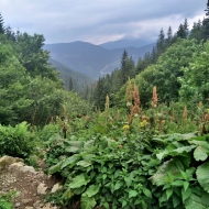 Nízké Tatry | Cesta z Trangošky na Štefáničku