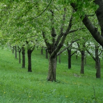 Petřín