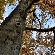 podzimni-velky-blanik_43