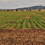 Podzimní pole v Polabí