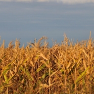 Pole a nede jako na ukrajinské vlajce