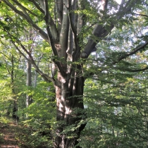Prašivá (843 m. n. m.)