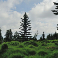 jizerske-hory_ptaci-kupy_03