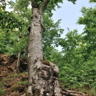 zricenina-puchart_02