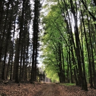 Cesta lesem směrem ke zřícenině hradu Ronovec