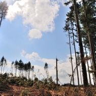 Pokácený les nedaleko zříceniny Ronovec
