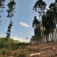 Pokácený les nedaleko zříceniny Ronovec