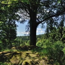 Štarkov