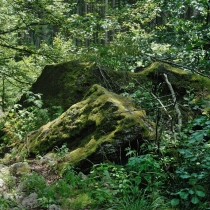 Štarkov
