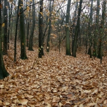 Starý bohnický hřbitov