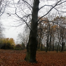 Starý bohnický hřbitov