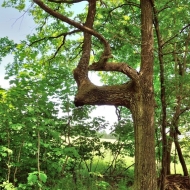 Strom ve tvaru čtyřky