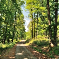 Stromy cestou  k rozhledně Haniperk