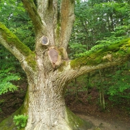 Terčino údolí - památný dub