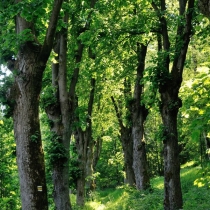 Trniště a Harcovský les (Jizerské hory)