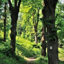 Trniště a Harcovský les (Jizerské hory)
