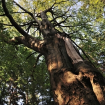 Trniště a Harcovský les (Jizerské hory)