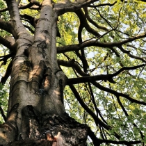 Trniště a Harcovský les (Jizerské hory)