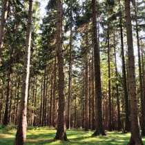 Trniště a Harcovský les (Jizerské hory)