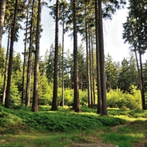Trniště a Harcovský les (Jizerské hory)