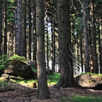 Trniště a Harcovský les (Jizerské hory)