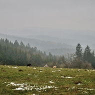 vartovna_13