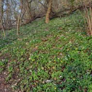 Rozkvetlá jarní Pálava