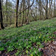 Rozkvetlá jarní Pálava