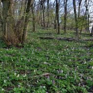 Rozkvetlá jarní Pálava