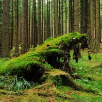 Žďárské vrchy