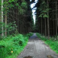 Žďárské vrchy - Z Devíti Skal na Čtyří palice