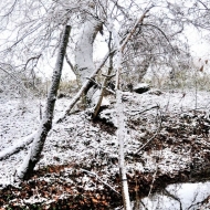 Zasněžený strom u poroka