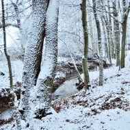 Zasněžené stromy u potoka